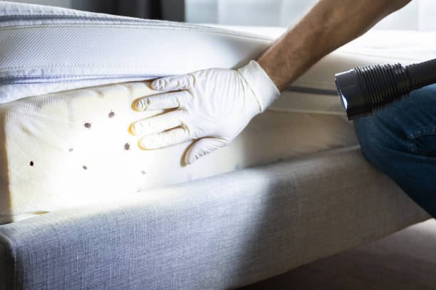 Best Ant Control Services  in Morganville, NJ